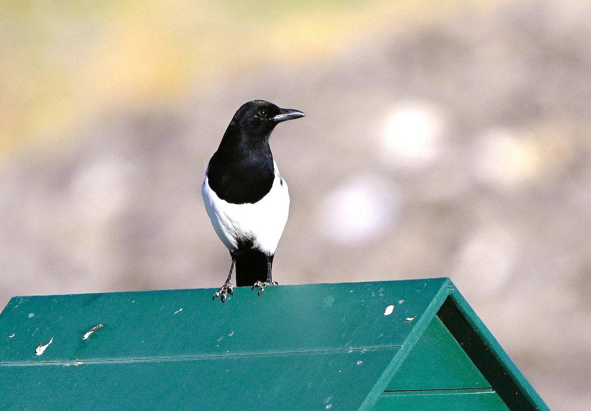 Black-billed Magpie - ML643704669