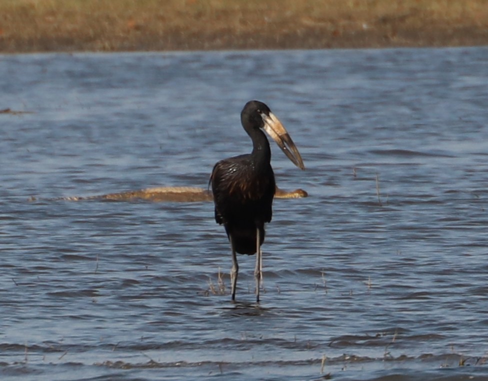 African Openbill - ML643704672
