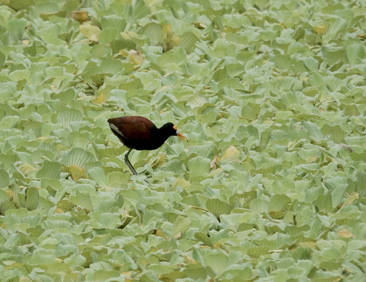 Northern Jacana - ML643704698