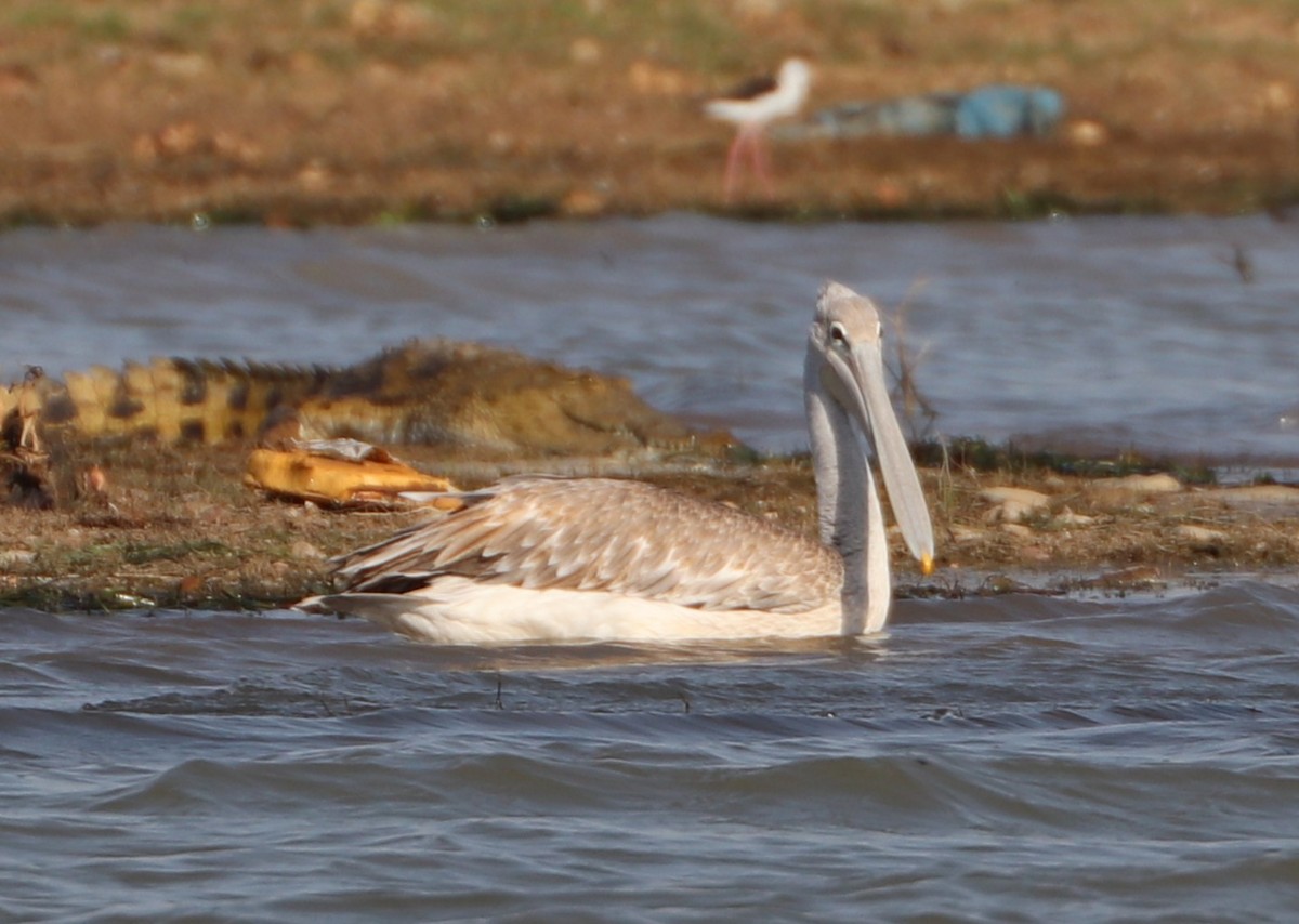 Pink-backed Pelican - ML643704708