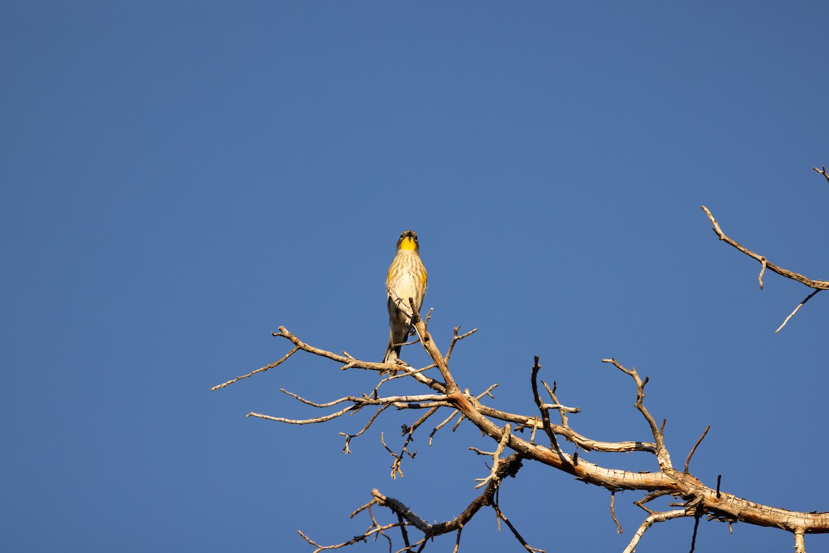 Yellow-rumped Warbler - ML643704737