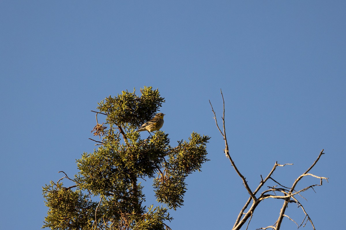 Yellow-rumped Warbler - ML643704738