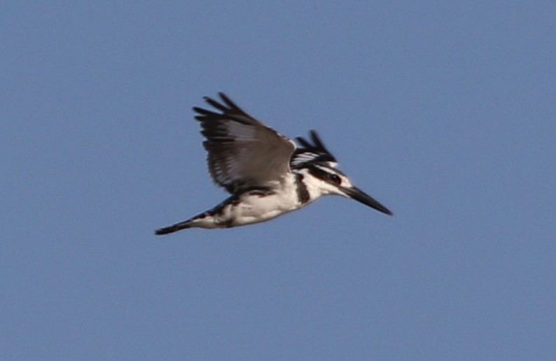 Pied Kingfisher - ML643704740