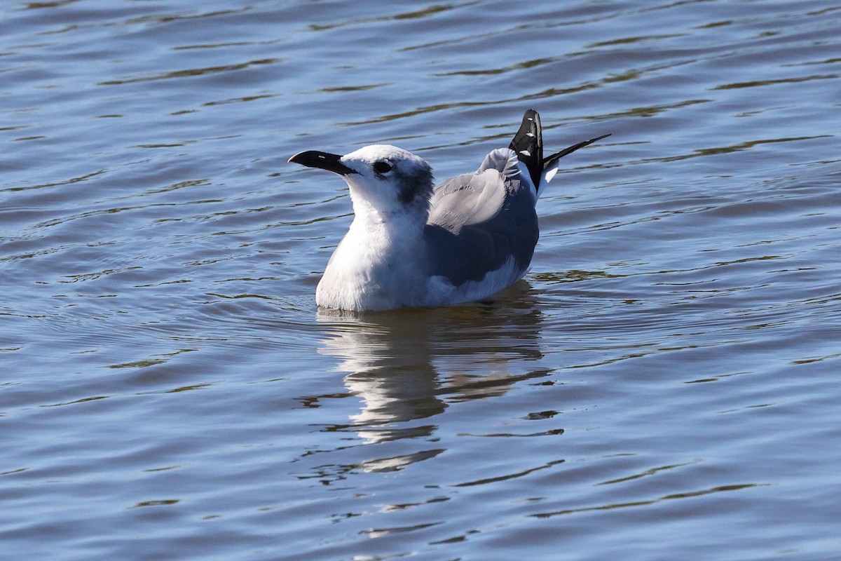 Laughing Gull - ML643704746