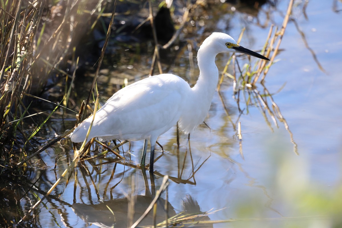 Snowy Egret - ML643704753