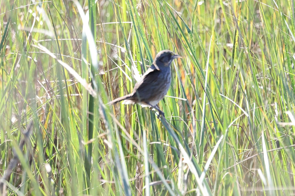 Seaside Sparrow - ML643704757