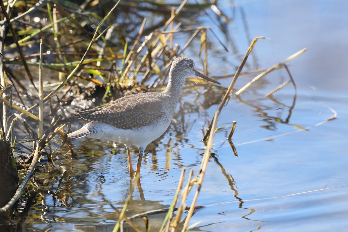 Greater Yellowlegs - ML643704763