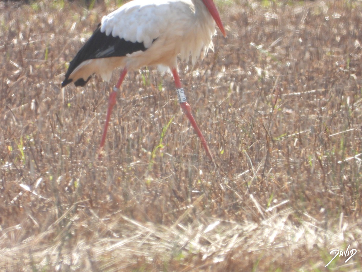 White Stork - ML643704767