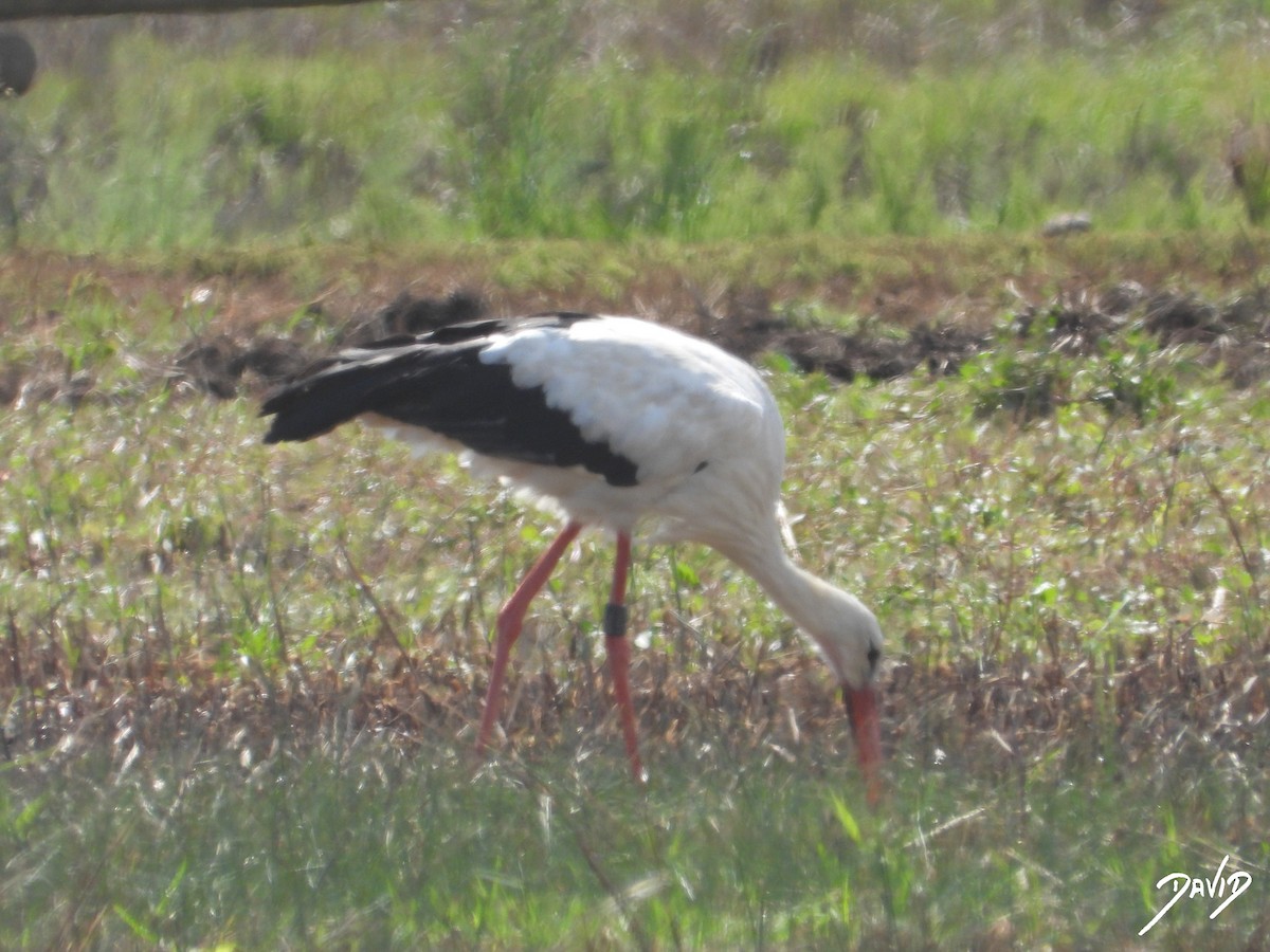 White Stork - ML643704768