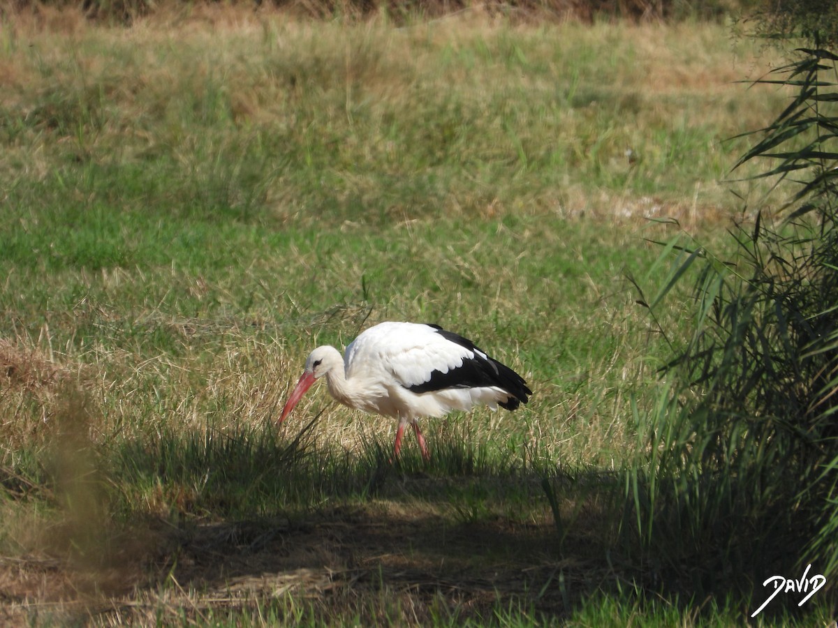 White Stork - ML643704769