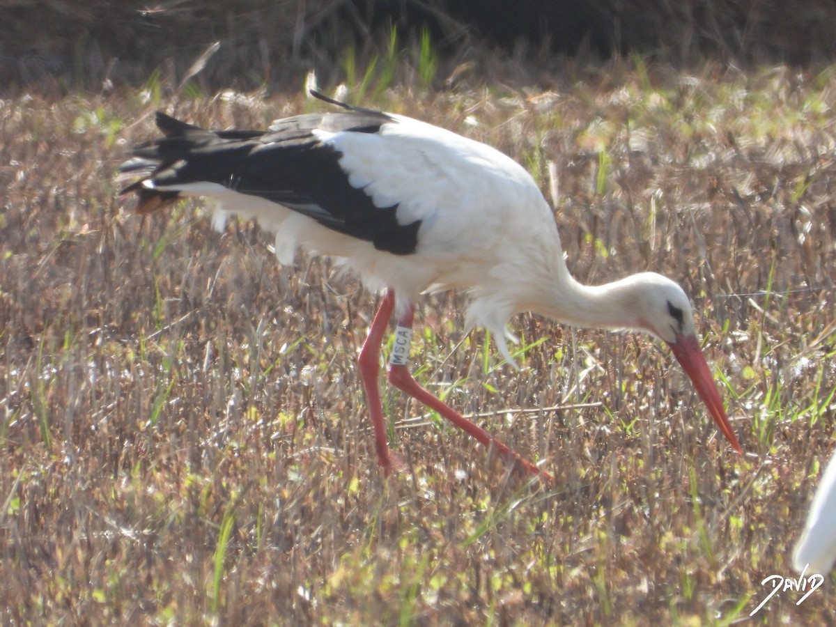 White Stork - ML643704770