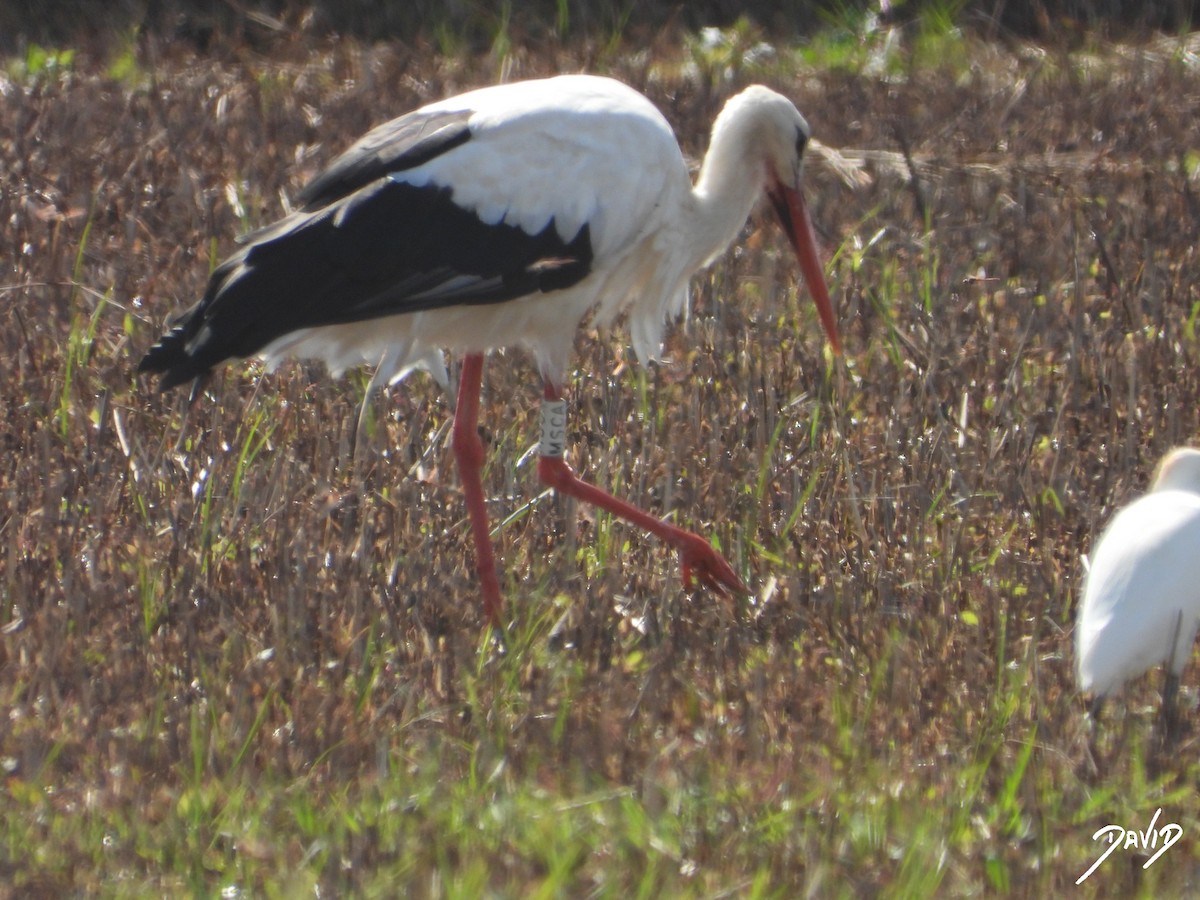White Stork - ML643704771