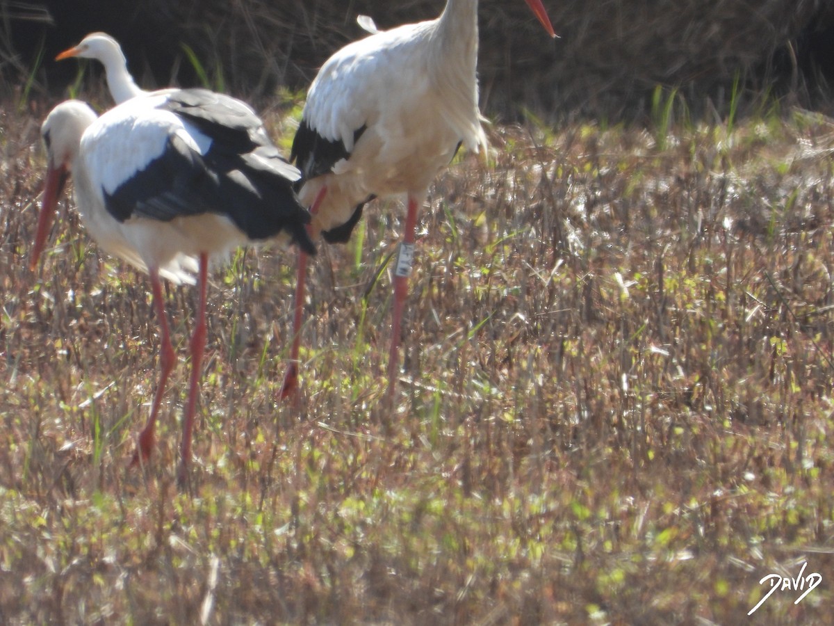 White Stork - ML643704772