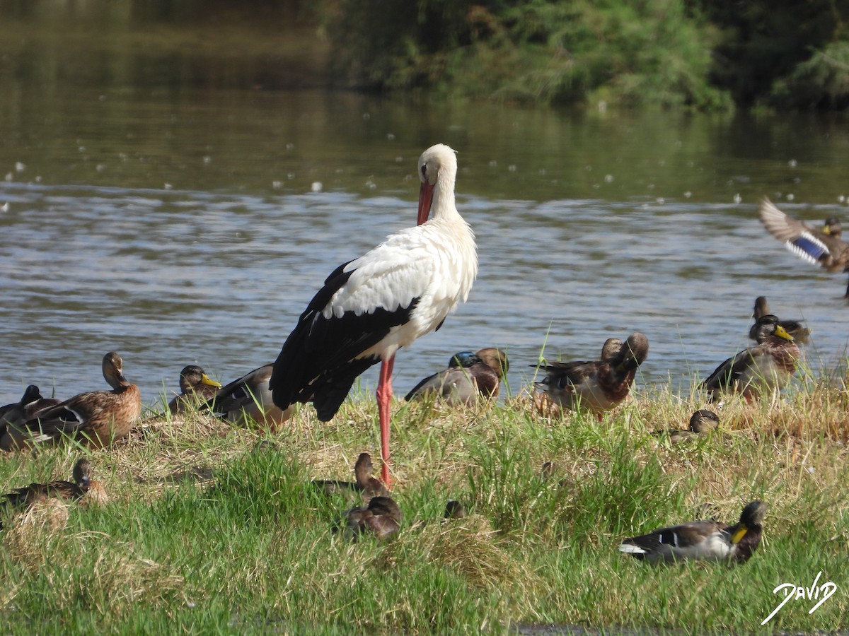 White Stork - ML643704773