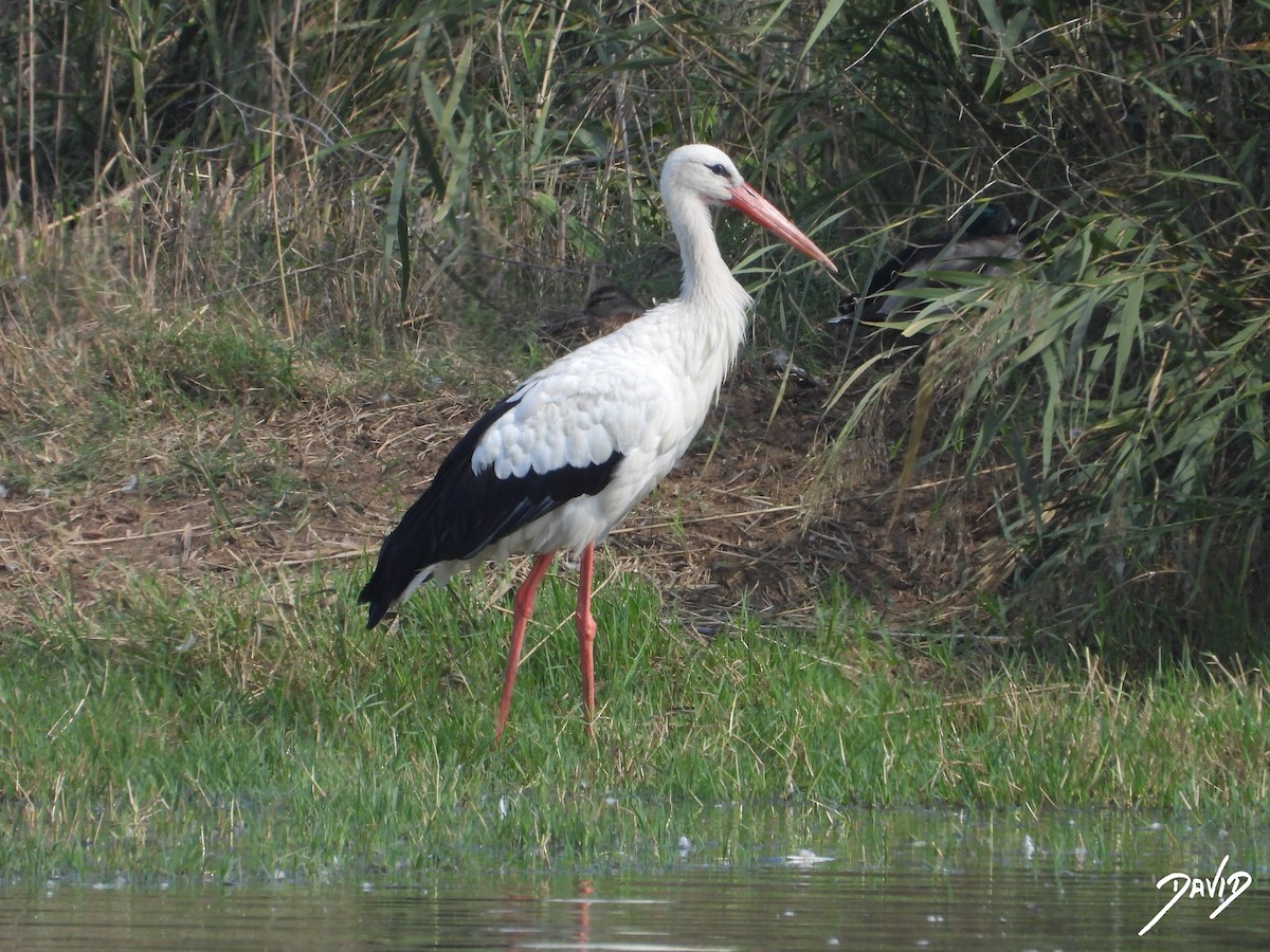 White Stork - ML643704774