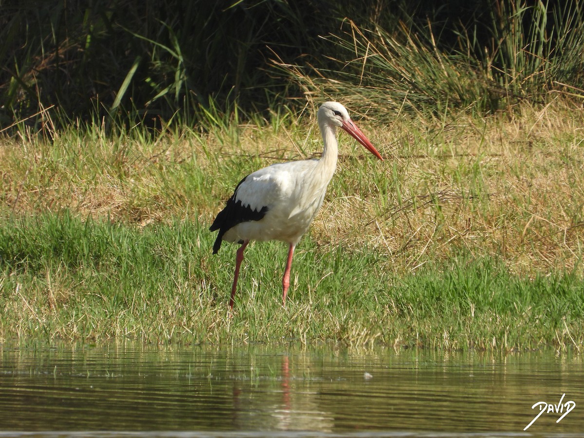 White Stork - ML643704775