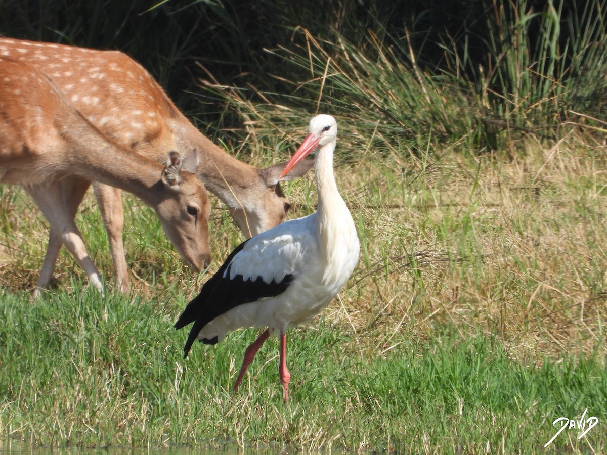 White Stork - ML643704776