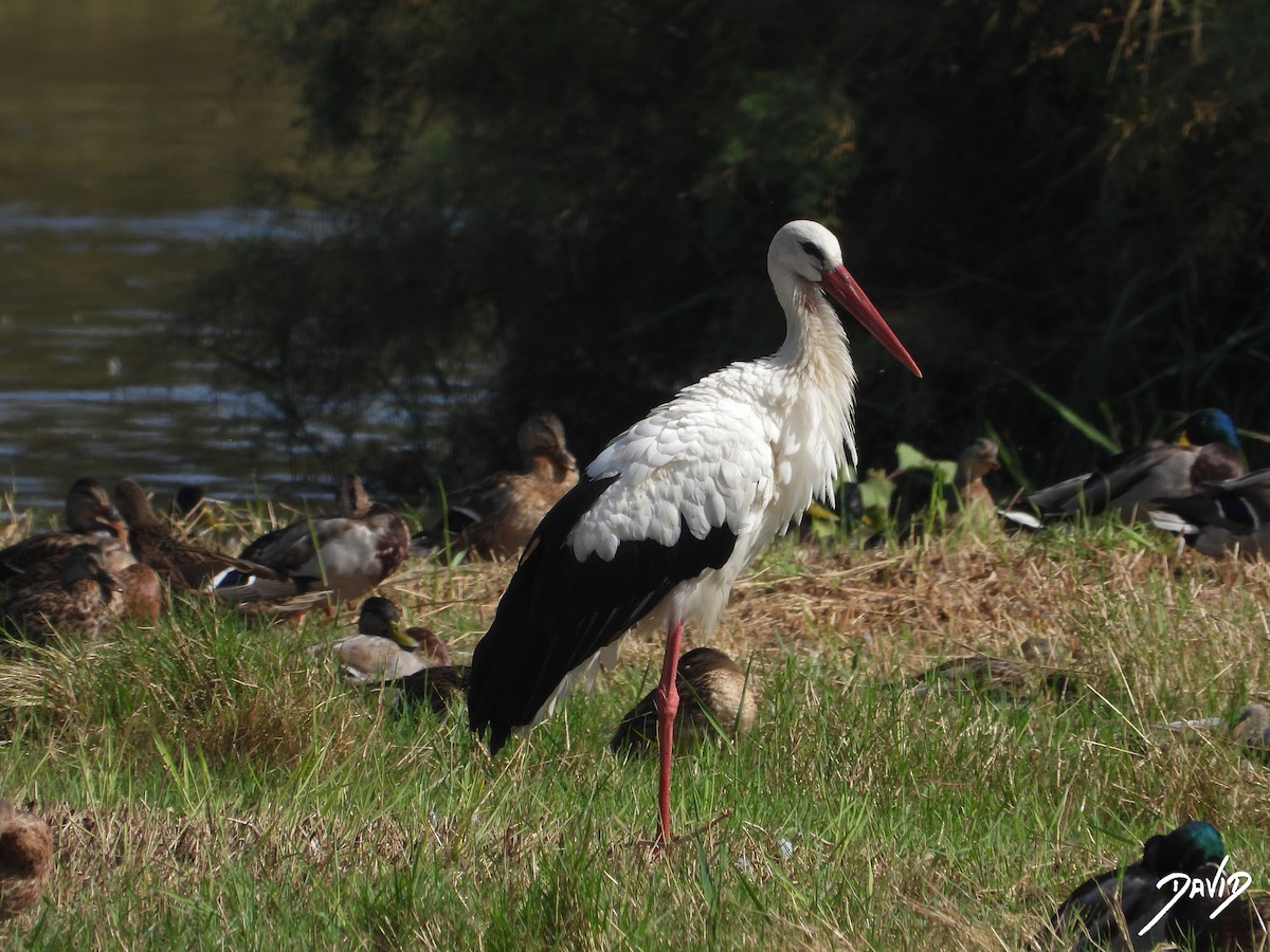 White Stork - ML643704777