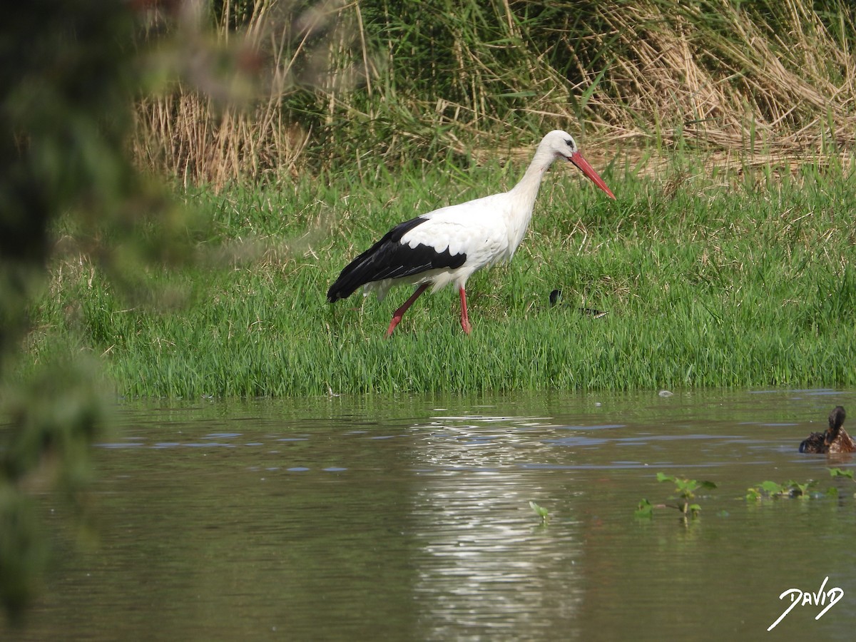 White Stork - ML643704778