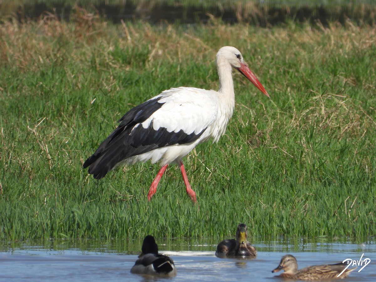 White Stork - ML643704779