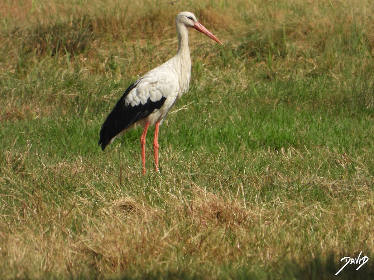 White Stork - ML643704780