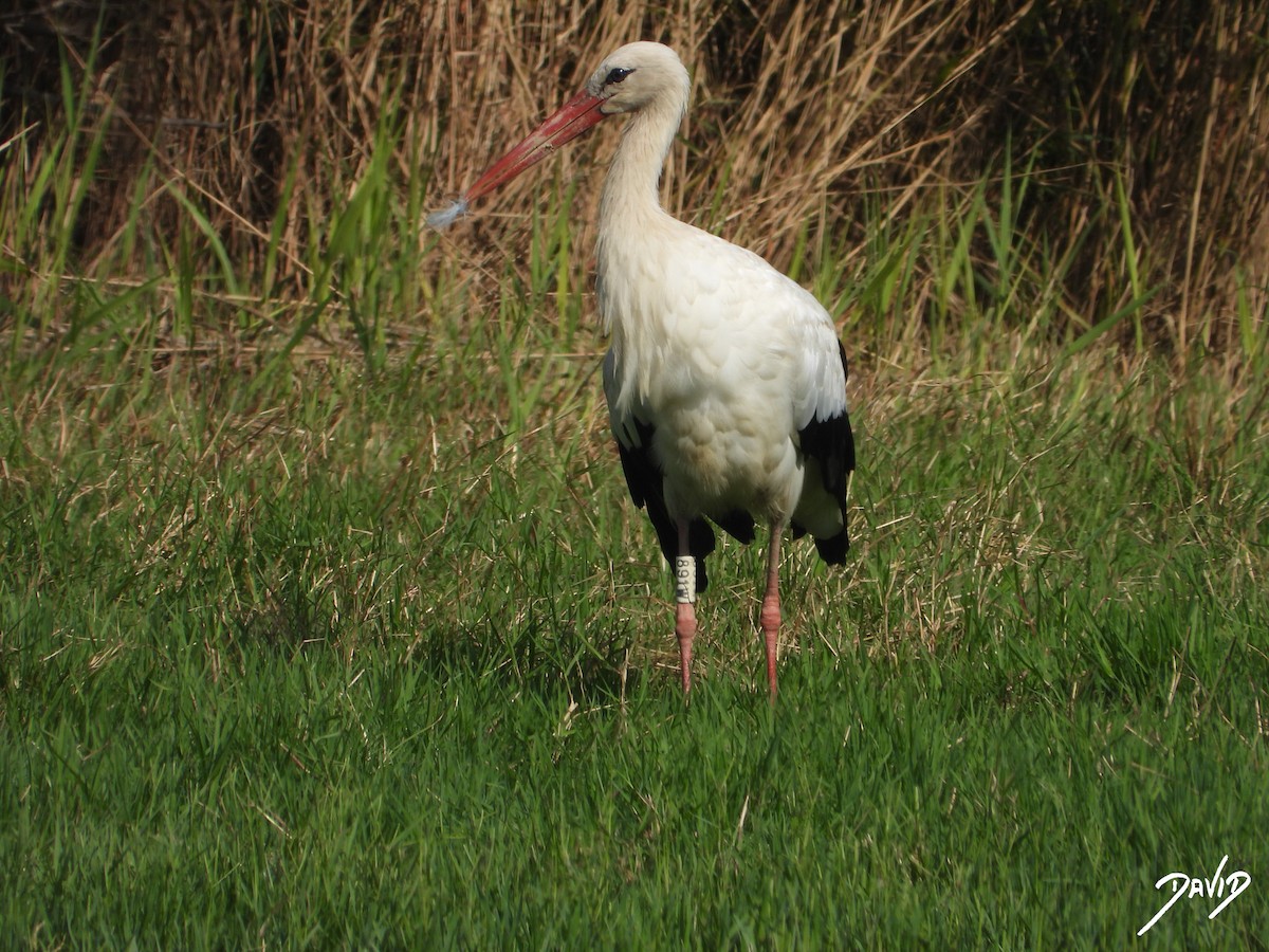 White Stork - ML643704781