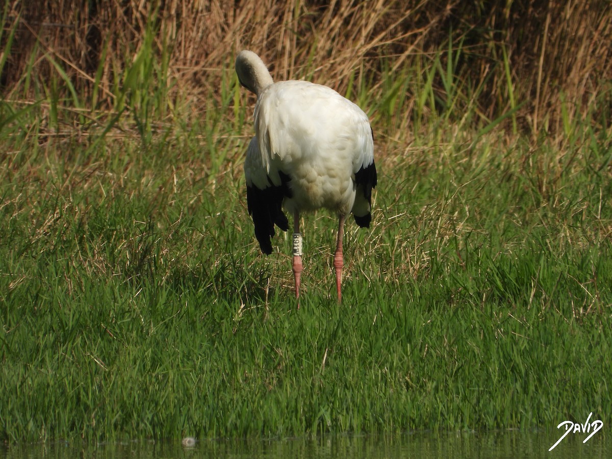 White Stork - ML643704782