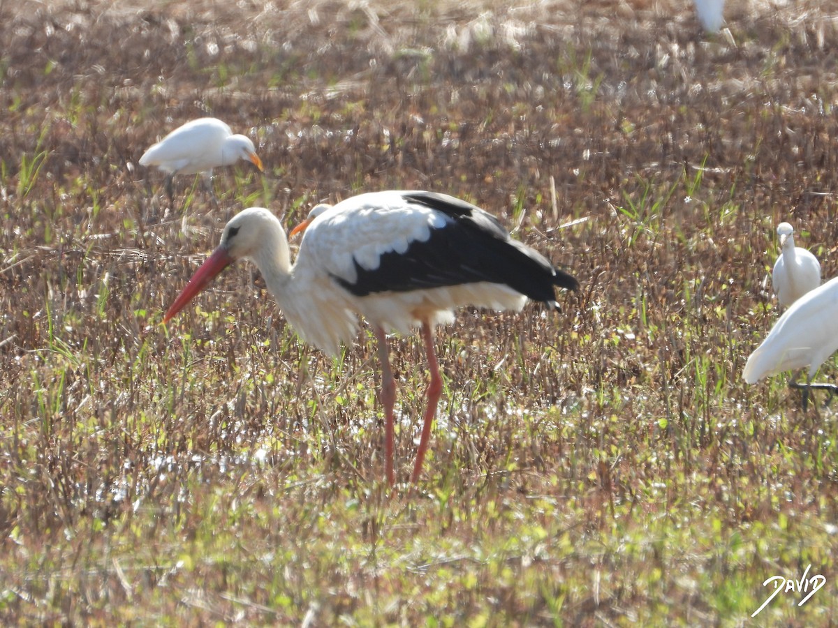 White Stork - ML643704783