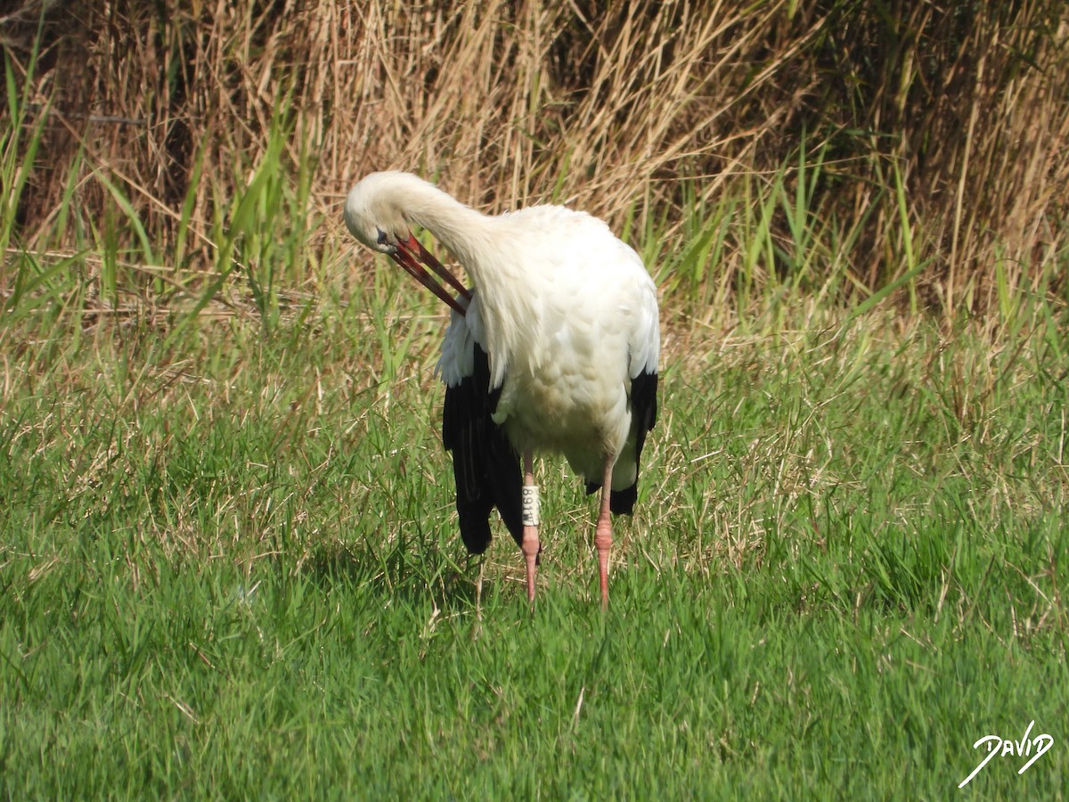 White Stork - ML643704784