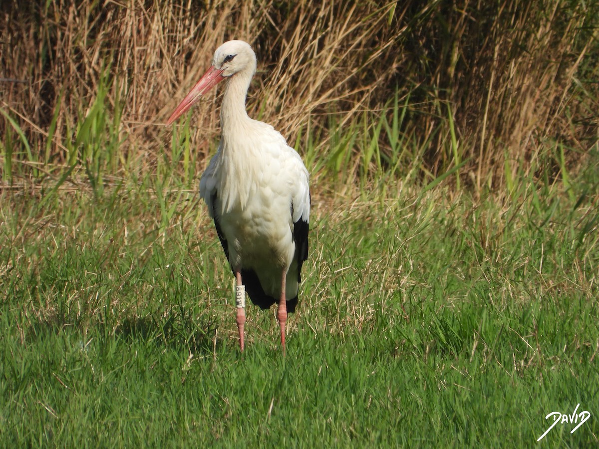 White Stork - ML643704785