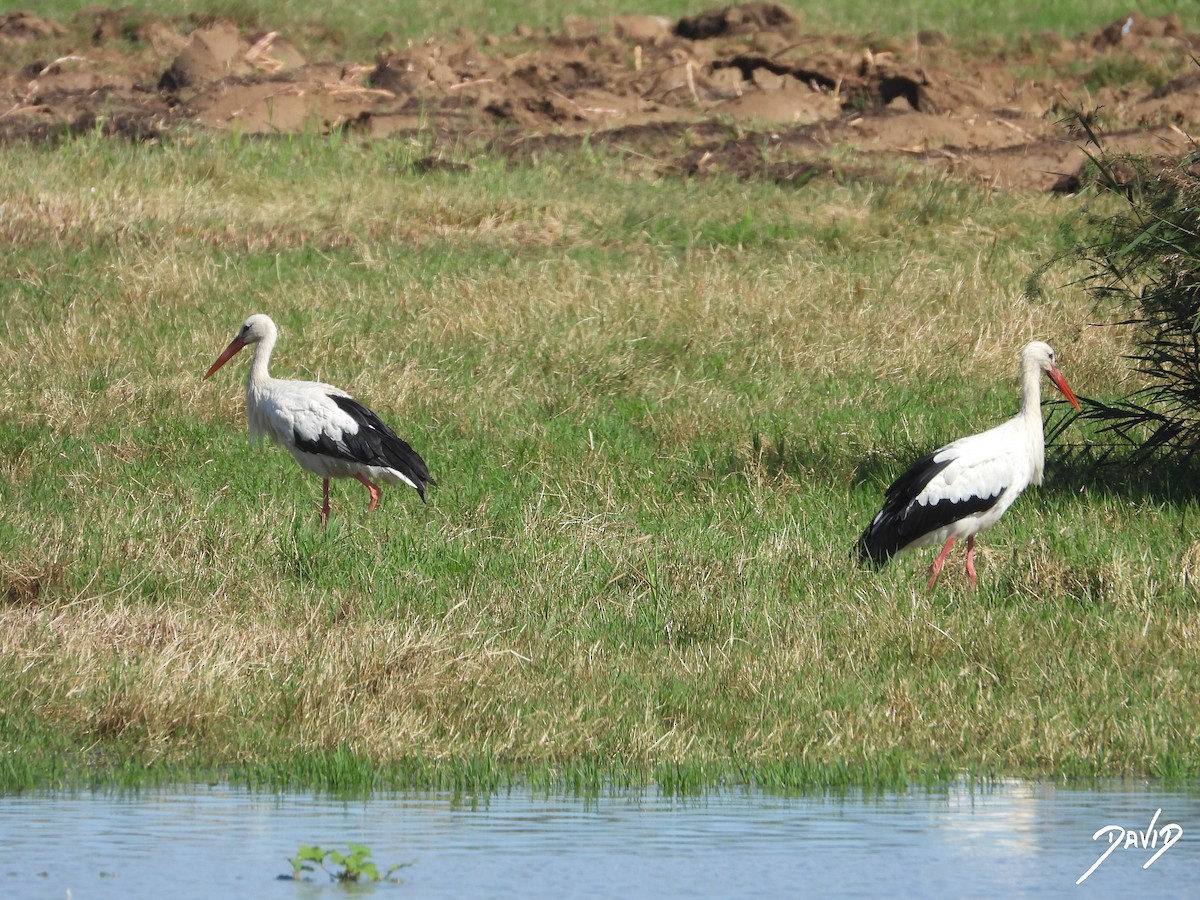 White Stork - ML643704798