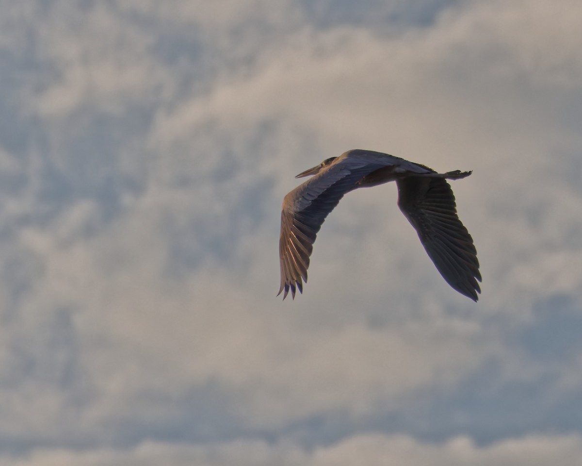 Great Blue Heron - ML643704802