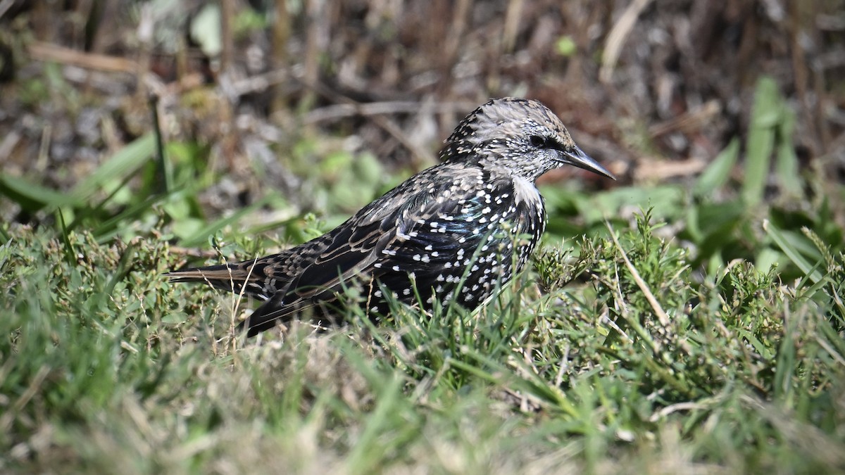 Хар тодол - ML643704836