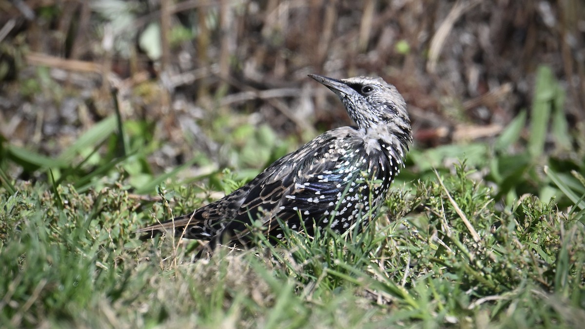 Хар тодол - ML643704837