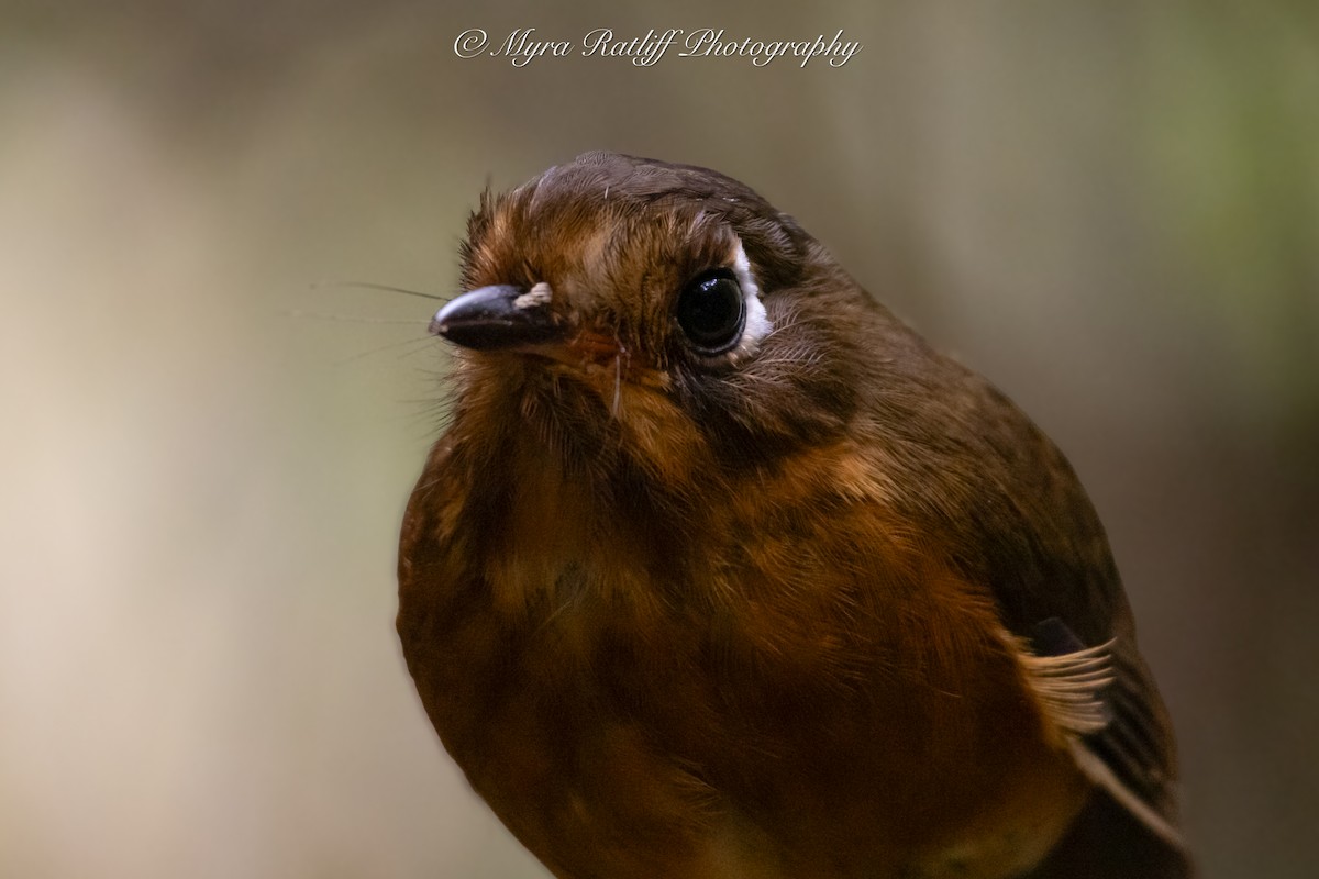 Leymebamba Antpitta - ML643704840