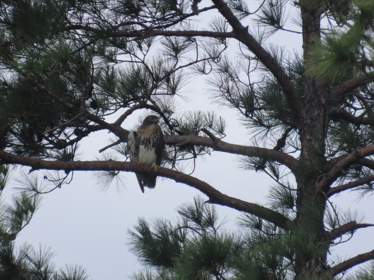Red-tailed Hawk - ML643704841