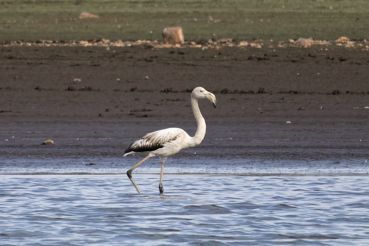 Greater Flamingo - ML643704847