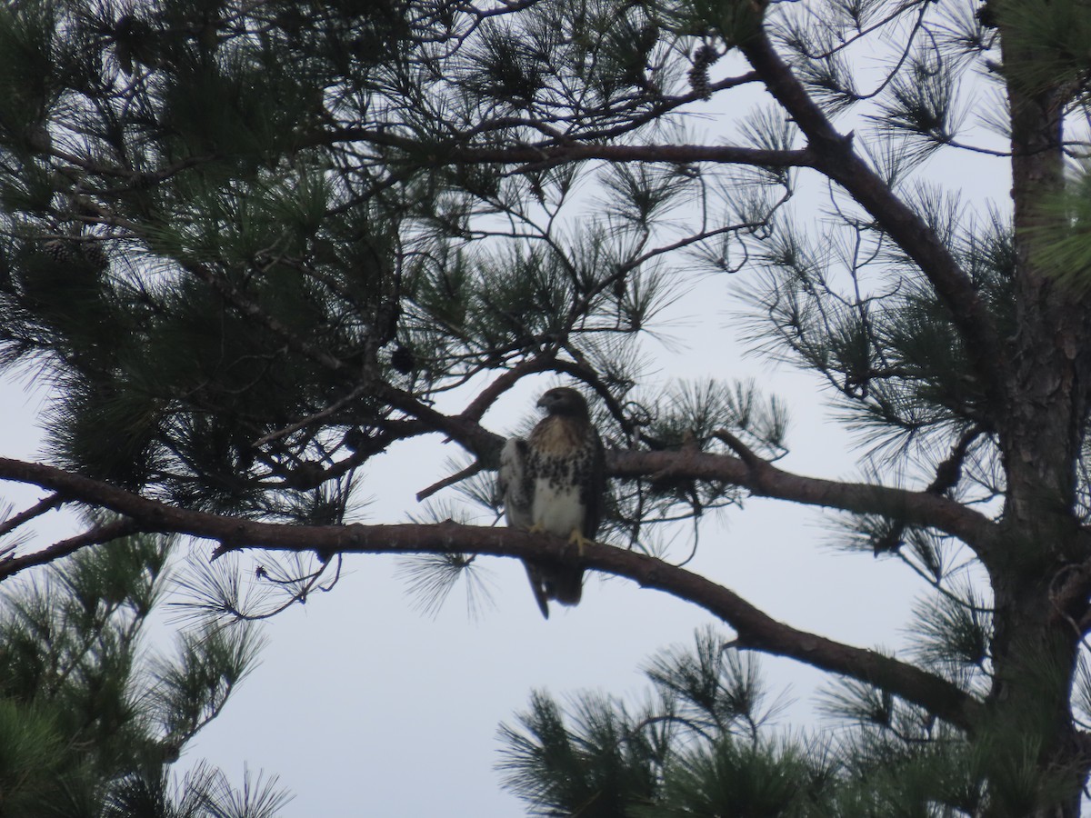 Red-tailed Hawk - ML643704848