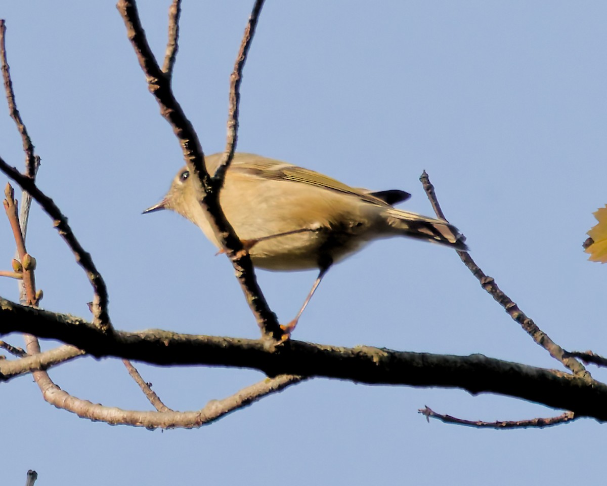 Ruby-crowned Kinglet - ML643704863