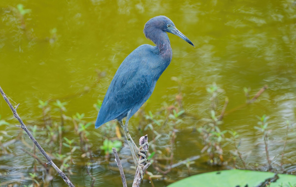 Little Blue Heron - ML643704864