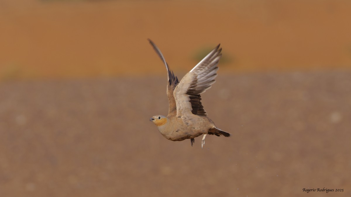 Spotted Sandgrouse - ML643704876