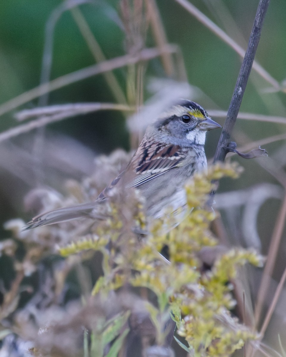 White-throated Sparrow - ML643704878