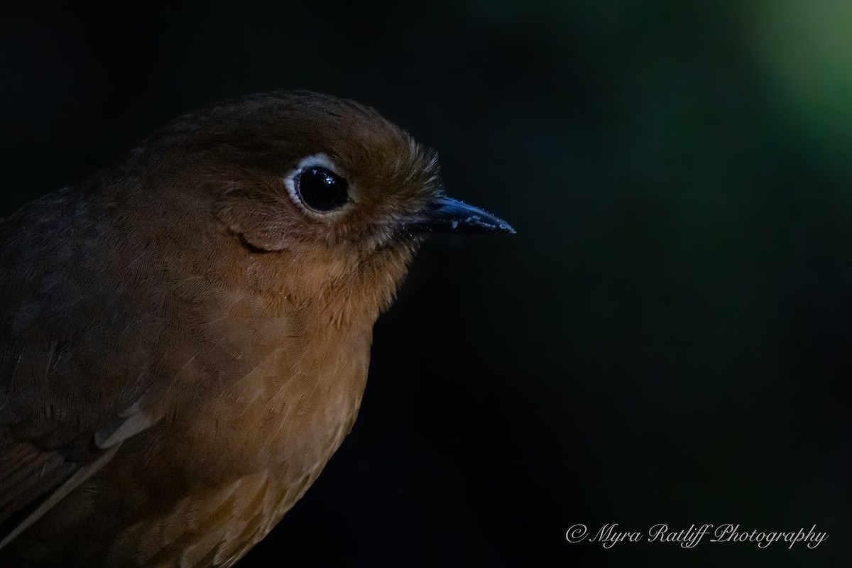 urubambamaurpitta - ML643704890