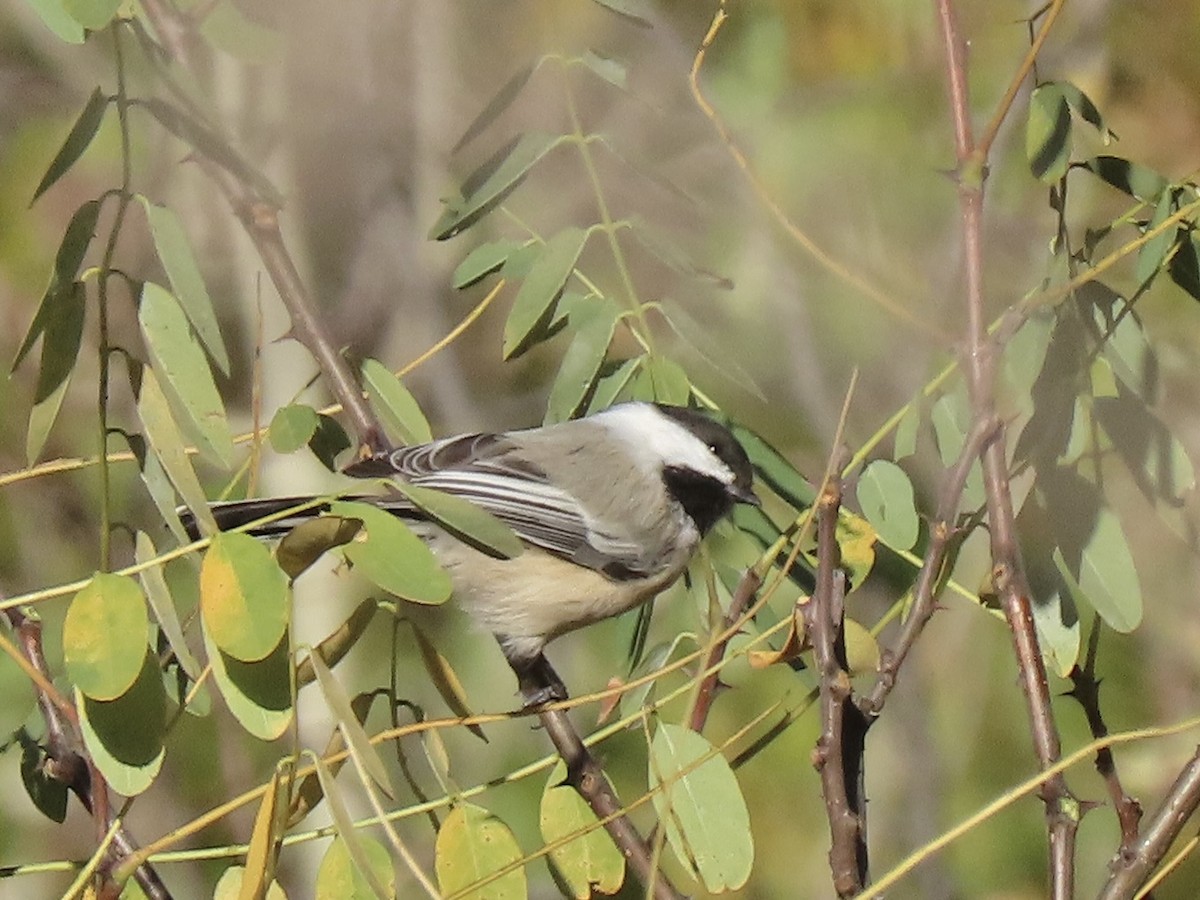 Black-capped Chickadee - ML643704891