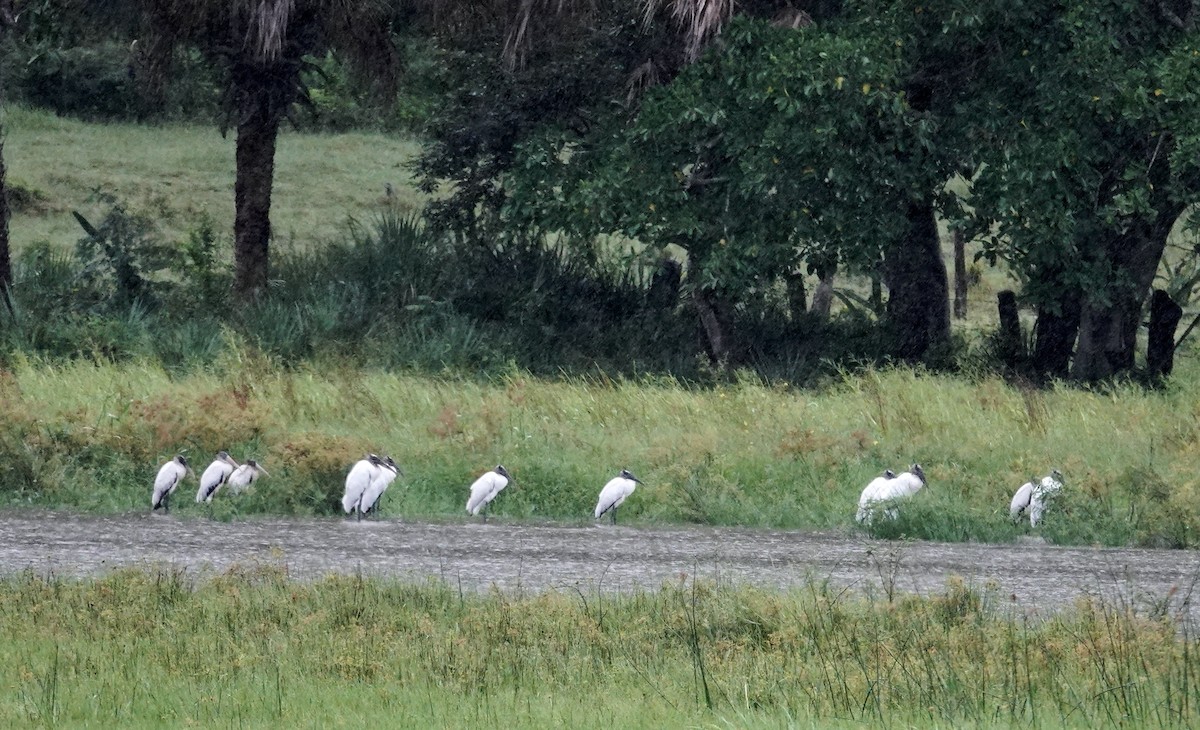 amerikastork - ML643704893