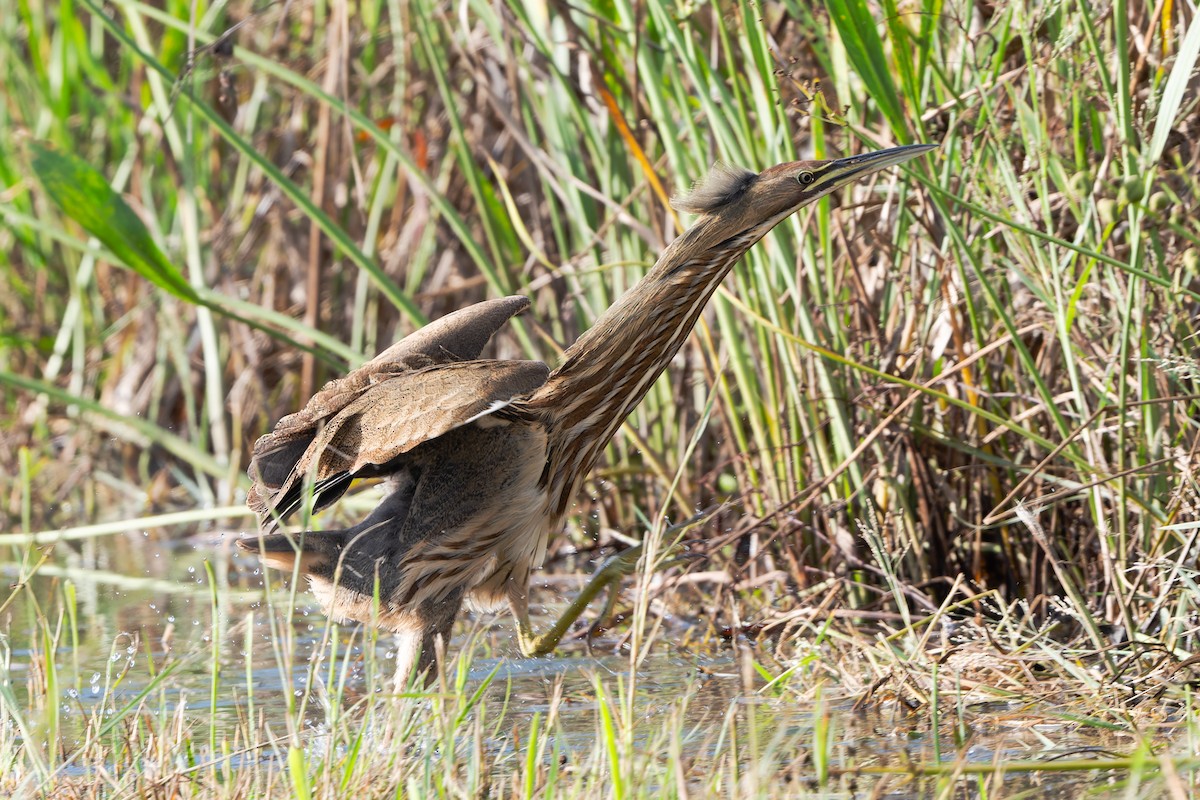 American Bittern - ML643704897