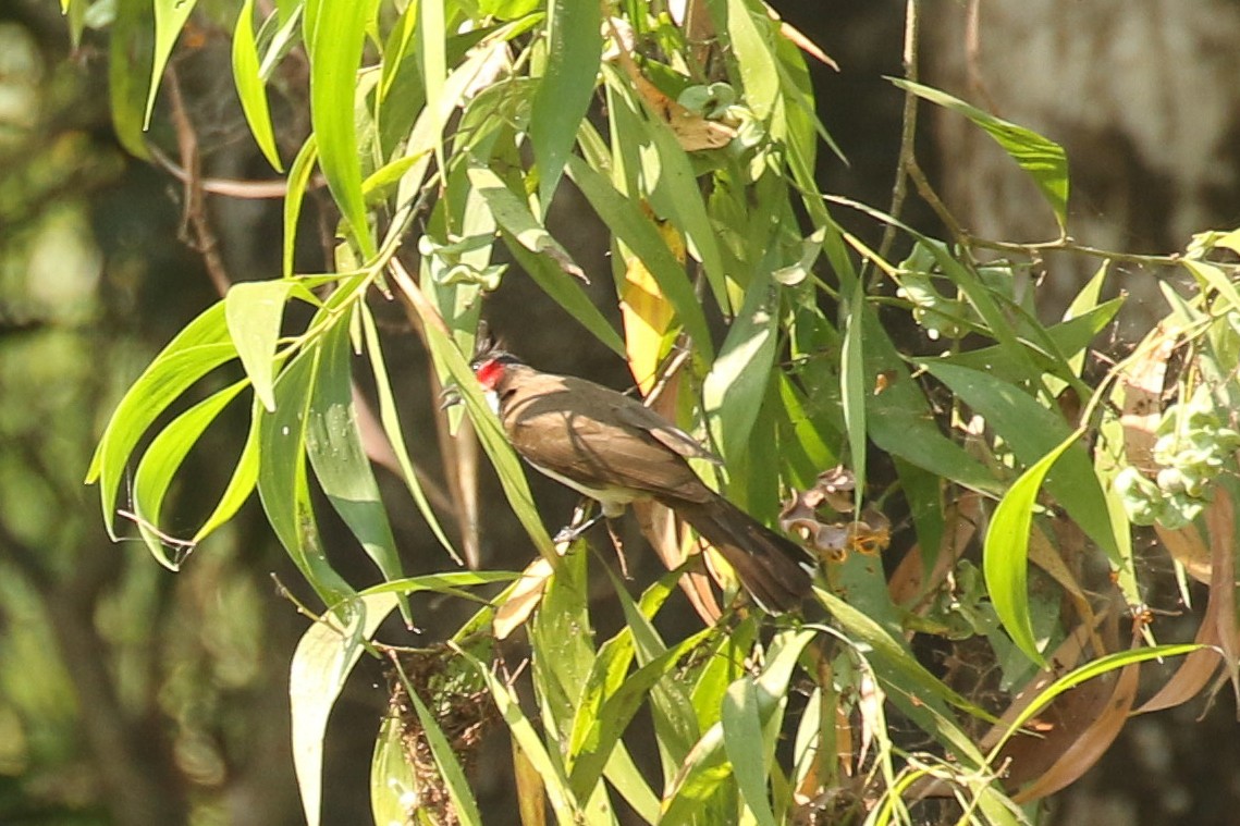 Red-whiskered Bulbul - ML643704899