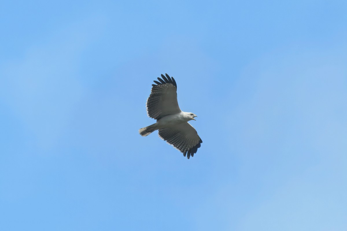 Mantled Hawk - ML643704900