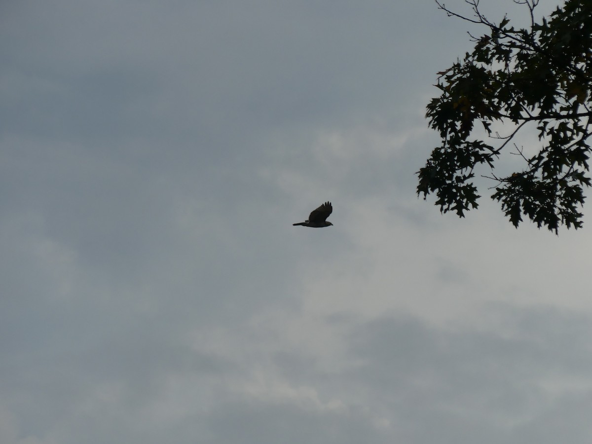 Red-tailed Hawk - ML643704901