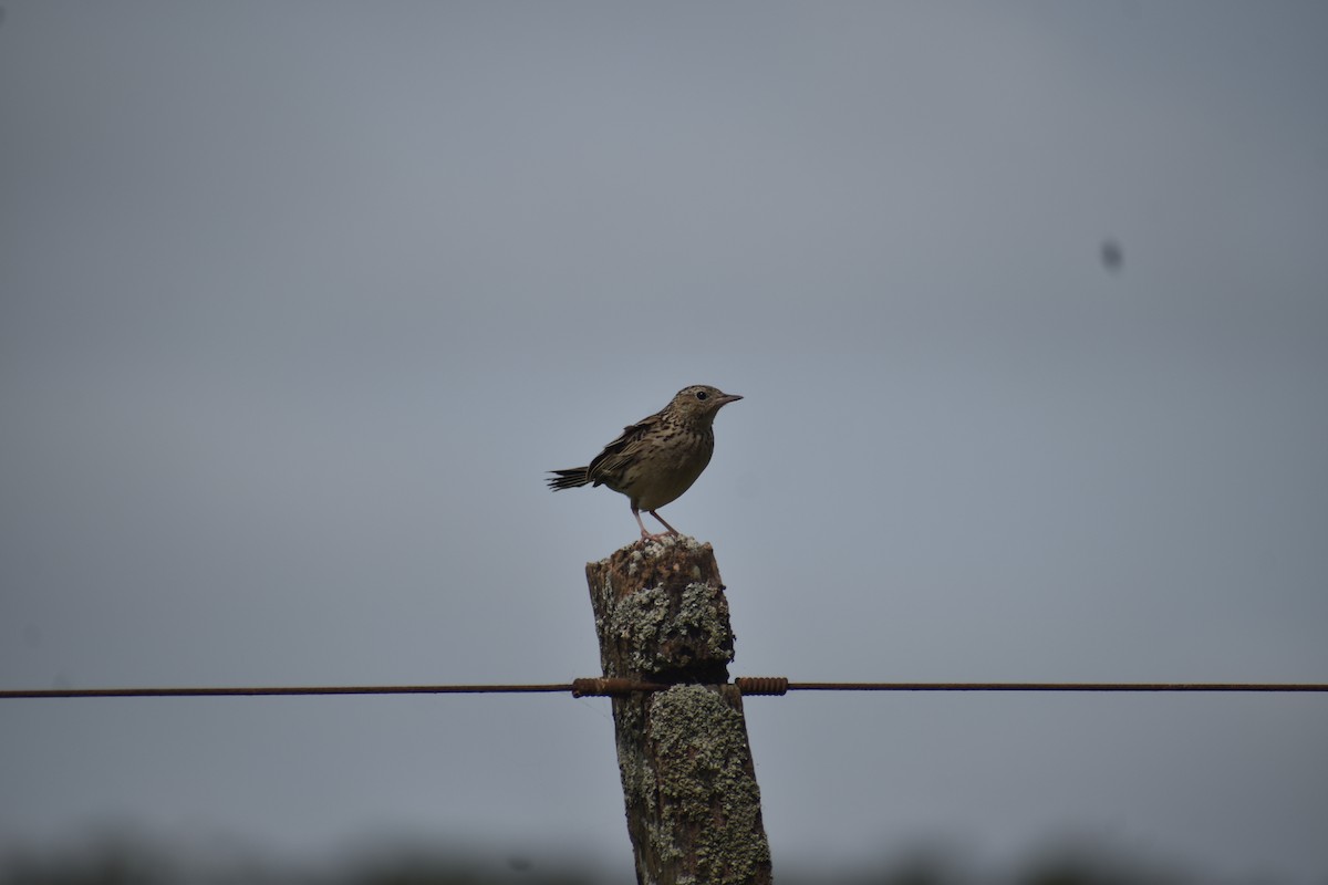 Hellmayr's Pipit - ML643704906